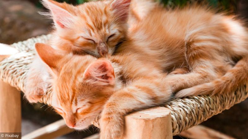 3 puzzles pour amoureux des chats