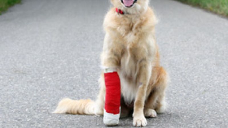 Accident, hémorragie, fracture… Comment réagir ?