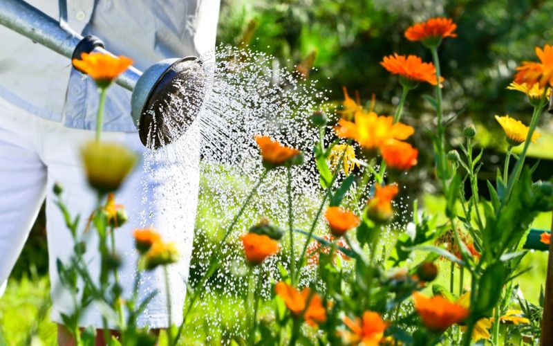Jardin: 4 conseils pour arroser sans gaspiller l'eau