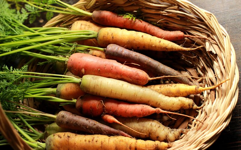 Comment bien conserver les carottes et les cuisiner?