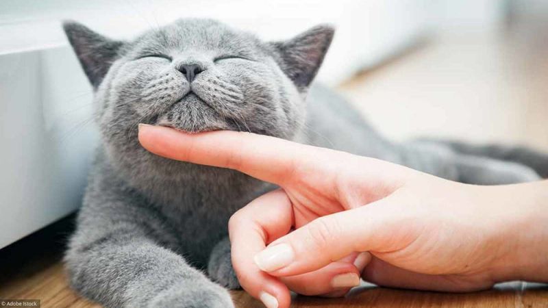 Cinq conseils pour rendre votre chat heureux