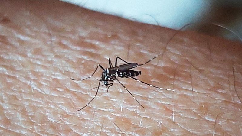 Illustration d'un moustique-tigre