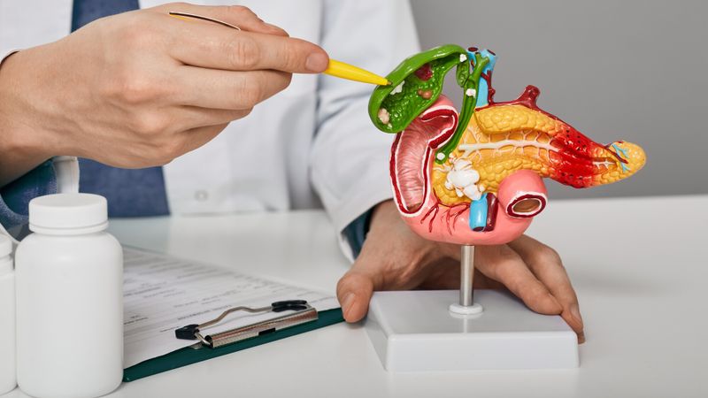 Illustration d'un pancréas