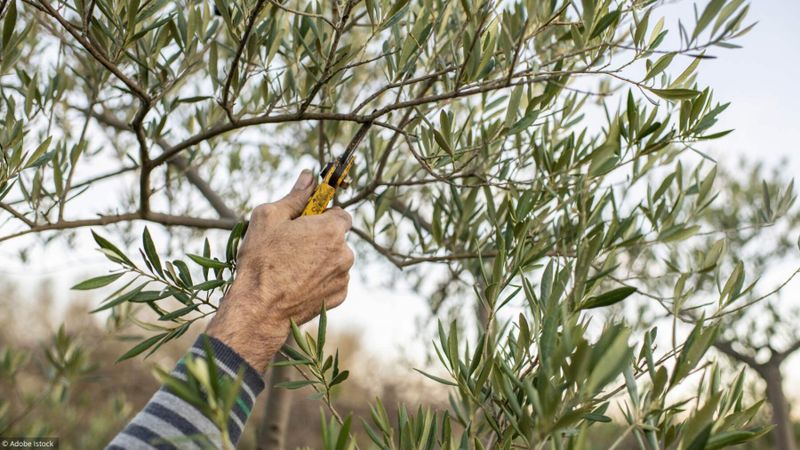 Jardin: je prends soin de mon olivier