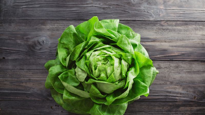 laitue