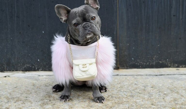 Le bouledogue, chien des stars ciblé par les voleurs en Amérique