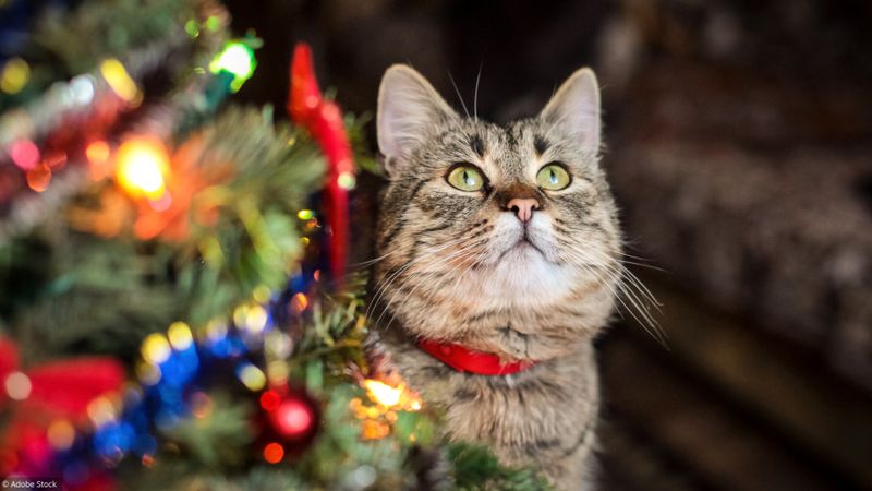 Les plantes de Noël dangereuses pour mon chat