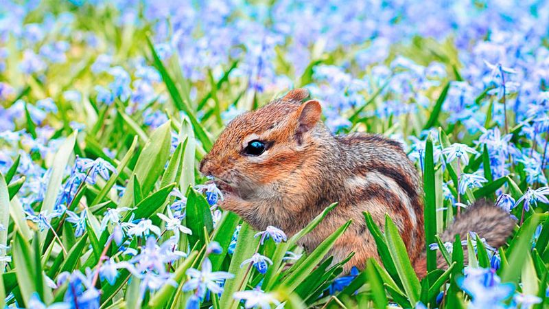 Memory: place aux écureuils