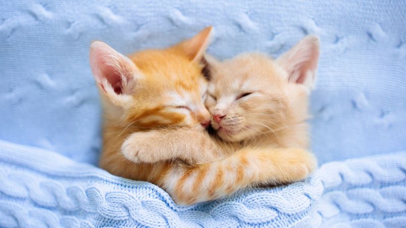 Memory : un peu de douceur