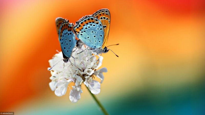 Memory : une envolée de papillons !