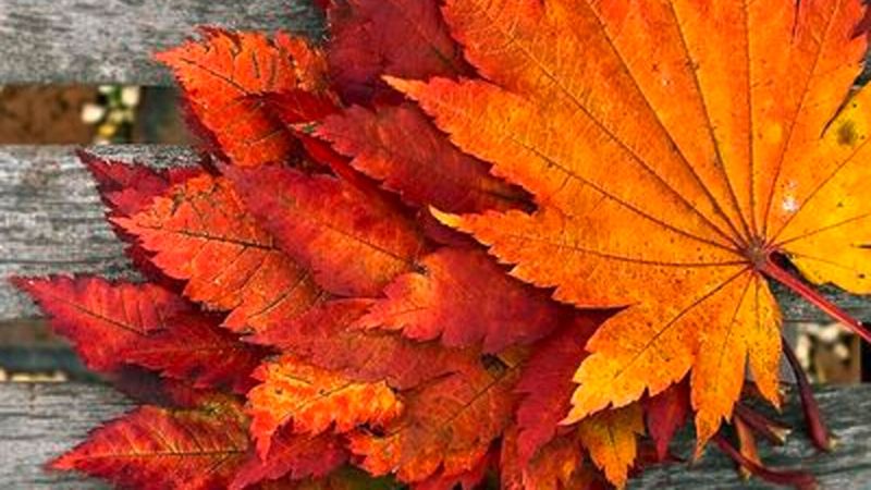 Memory: voilà l'automne!