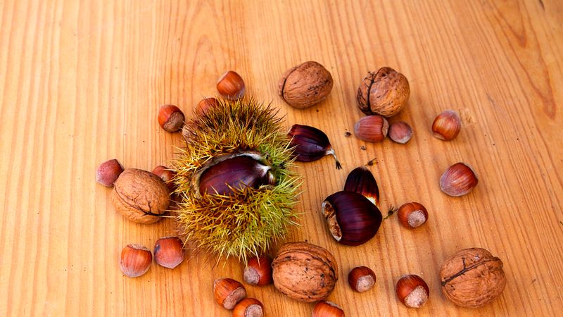 noix-chataigne-noisette