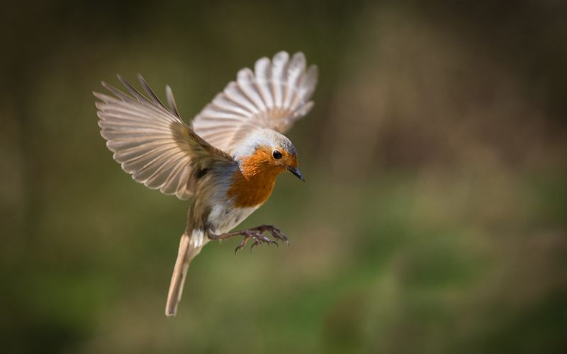 Comment reconnaître le chant des oiseaux grâce à votre smartphone?