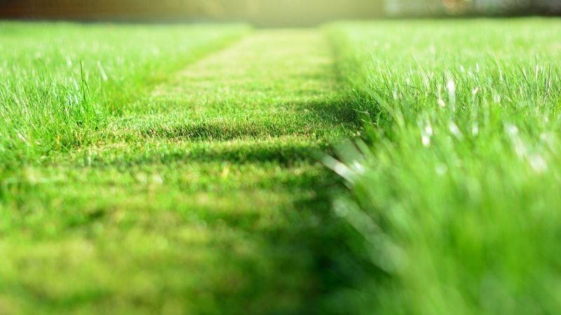 Pelouse et gazon