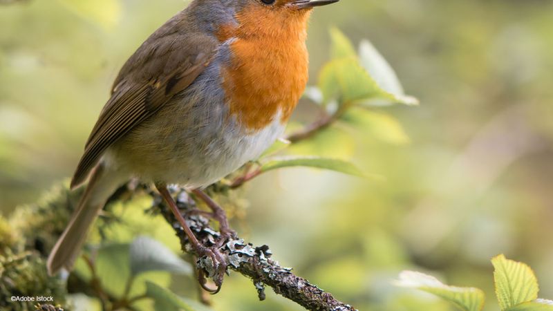 Puzzles: on déniche les oiseaux?