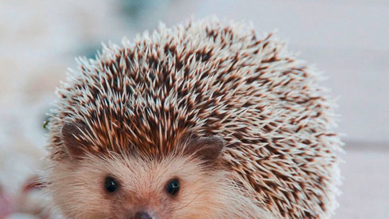 Puzzles: place aux hérissons