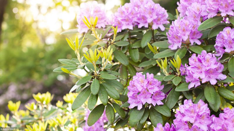 Quelles fleurs planter dans les coins d'ombre?