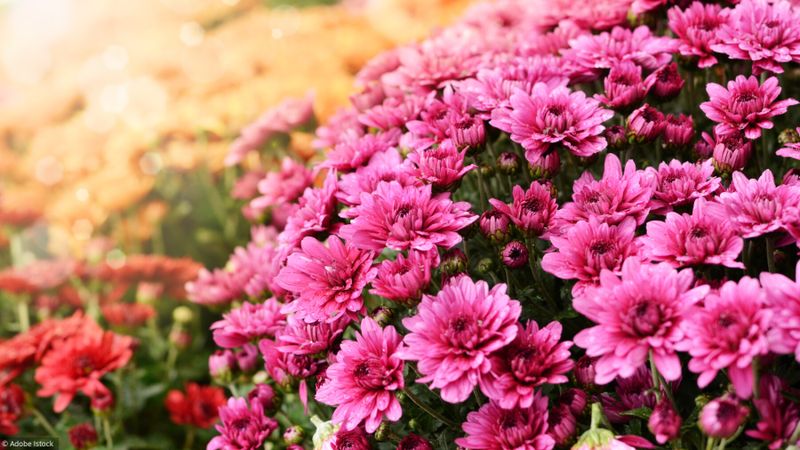 Quiz. La Toussaint: connaissez-vous cette fête?