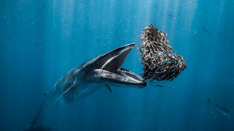 rorqual ©Rafael Fernandez Caballero/OPY2024